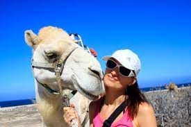 Learn how to say i don't understand in spanish in 7 different ways. Camel Riding In Los Cabos