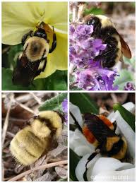 Unfortunately trying to find photos of native australian bees on the ideal flowers was tricky so you may below we have listed only a few of the favourite flowers for native bees, like all pollinators they will visit almost any flower that contains nectar and pollen. Colorado Native Bee Home Facebook