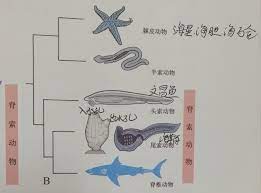 鱼类的起源，也即脊椎动物的起源_百科TA说