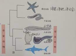 頭 索 類