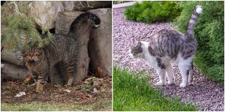 Many people know that male cats that haven't been neutered are quite likely to engage in a behavior called spraying , which means they mark items with urine. Can Cats Spray After Being Fixed Cattitude Daily