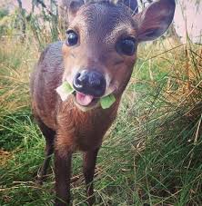 Mfw There Are Vegan Snacks At A Party Cute Baby Animals Cute Animals Animals Beautiful