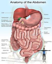 Animated diagram of the digestive tract highlighting digestive organs from the time food enters through the mouth to elimination. 11 Digestive System Parts Definition Functions And Organs