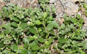 Image result for Polycarpon