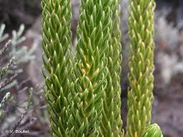 Image result for Huperzia gnidioides