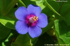 Image result for Anagallis kochii