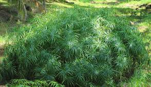 Image result for Cyperus amauropus