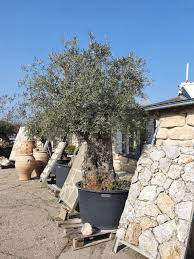 Diese olivenbäume wachsen ohne intensivbewässerung auf dem freien land, langsam, eigenständig heran, wodurch diese sehr robust und einer der meist winterharten und krankheitsresistenten. Olivenbaum 017 Naturstein Centrum Lpm