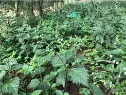 Image result for Adenostemma