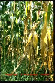 飼料作物病害図鑑