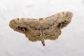 Image result for Indigofera dimidiata