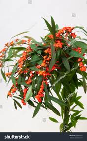 Image result for Euphorbia fulgens