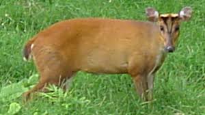 Muntjac deer are generally shy, and they tend to live in thick woods, they are used to a cold and cool nevada has very loose exotic pet laws, and the muntjac species can be legally kept without any permit. Muntjac Deer Uk Invasive Species Hubpages