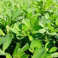 Image result for Medicago sativa