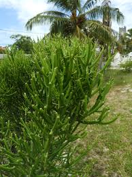 Image result for Euphorbia tirucalli