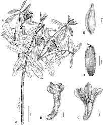 Image result for Octolepis decalepis