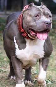Bullies taller than that care categorized as xxl or giant bullies. Brenner House Kennel American Bully Xxl Ar Twitter Sparta Americanbully Bully Pitbull Puppy Dog Bullybreed Dogsofinstagram Bullylife Abkc Dogs Theabkc Bullymagazine Bullylove Bullies Like Americanbullies Love Instadog