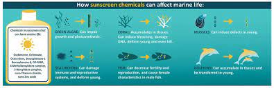 And this one comes in at a drugstore price point. Reef Safe Sunscreen Reef Check Australia