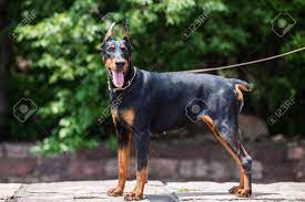 Maybe you would like to learn more about one of these? Doberman Female Dog Images