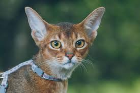 Koperkat is a small exclusive cattery devoted to the abyssinian cat. 8 Fascinating Facts About The Abyssinian Cat The Dog People By Rover Com