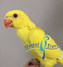 I am looking for rehomeing for 3month baby albino indian ringneck parrot.its can do some trick.love to eat veggies,fruit and mix pallet.i. Indian Ringneck Parakeet Lutino Female