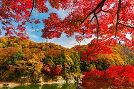 Check spelling or type a new query. A Complete Fall Color And Autumn Leaf Viewing Guide