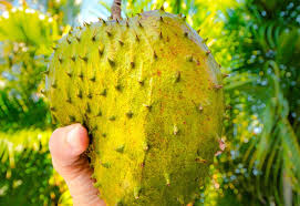 Sakit pinggang ambillah 20 helai daun durian belanda. 11 Khasiat Durian Belanda Yang Buat Anda Ingin Amalkannya