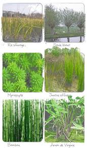 Plantes Filtrant L Eau Pour Le Traitement En Phytoepuration Ecologs Phytoepuration Bassin De Jardin Jardin D Eau