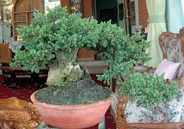 Its A Small World Have Fun With Bonsai Happening Ecsnepal The Nepali Way