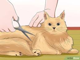 Cats that weigh more than 10 pounds and have long hair should be deshed with the furminator® deshedding tool for medium/large long hair cats. How To Groom A Cat 12 Steps With Pictures Wikihow Pet