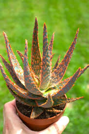 Image result for Aloe zebrina