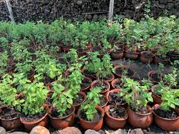 Image result for Ocimum lamiifolium
