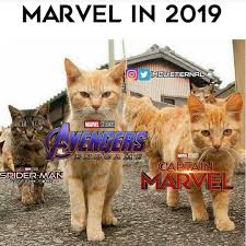 The Captain Marvel Kitty Is Even Orange Like Goose Marvel Superheroes Marvel Funny Marvel