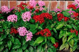 Image result for Pentas