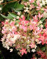 Image result for Ceratopetalum