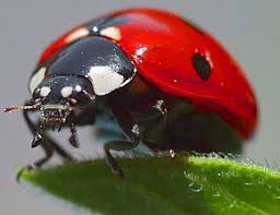 Coccinellidae Wikipedia