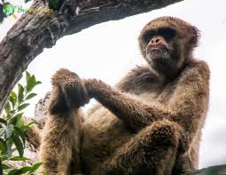 Image result for Micractis bojeri