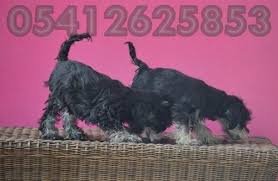 minyatur schnauzer yavrusu 05412625853 kopek yavru kopek minyaturler