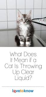 What Does It Mean If A Cat Is Throwing Up Clear Liquid Cats Pets Dogs Breeds Sick Cat