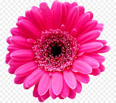 Self adhesive wallpaper peel & stick x707. Pink Flowers Background Png Download 821 797 Free Transparent Transvaal Daisy Png Download Cleanpng Kisspng