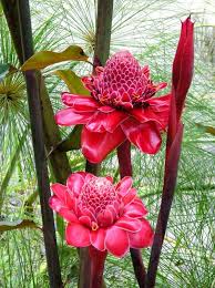 Flore Du Congo 1 Photo De Flore D Afrique Equatoriale Allo C Est Le Congo Belles Images De Fleurs Fleurs Exotiques Photo Fleurs