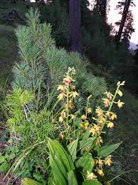 Image result for Rhynchosia tricuspidata