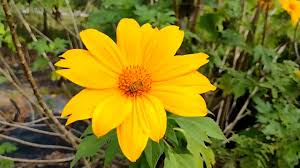 Image result for Tithonia diversifolia