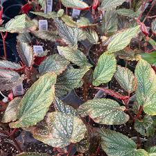 Image result for Begonia scutifolia