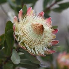 Image result for Protea madiensis