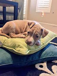 7 Week Old Baby Pit Maddux Pitbull Puppy Pitbull Puppies 7 Week Old Baby Rottweiler Training