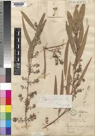 Image result for Boscia salicifolia