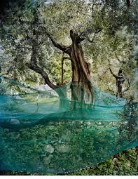 Lois Conner Art Olivier Arbre