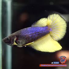 Live Betta Fish Female Blue Mustard Halfmoon Hm 3353 Akvariumnaya Rybka Akvarium