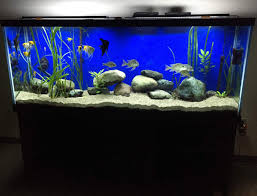 Check out top brands on ebay. Aquarium Do S And Don Ts